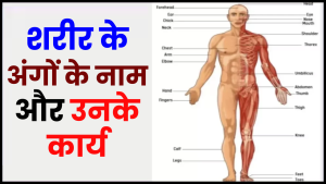 शरीर के अंगों के नाम और उनके कार्य (Body Parts Name in Hindi and English with Image)