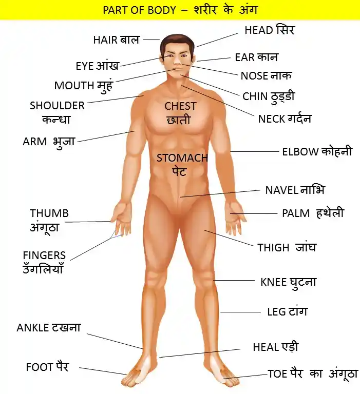 शरीर के अंगों का नाम और उनके कार्य