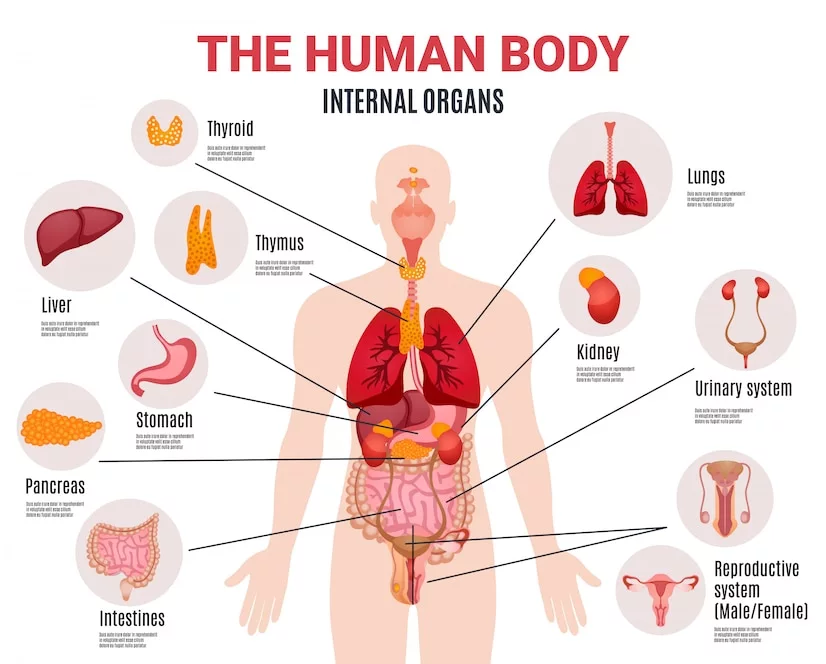 Human Body के अंदरूनी अंगों के नाम